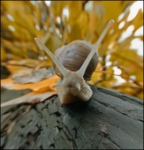 Выпадение из сна...