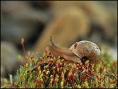 Разбитое корыто...