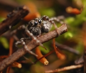 Лесовичок...