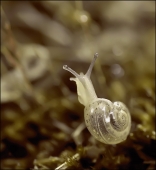 Леший ветер...