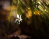 В сказочной стране...