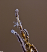 В кристаллах Сваровски...