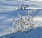 Волшебные палочки...