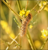 Рыжая клоунесса...