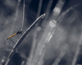 Про стрекозу...