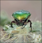 Ж У Ч А Р А ... Ж У Ч А Р А ...