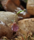 Анчар против...