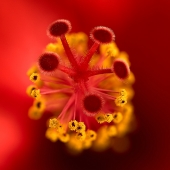 цветочек аленькой