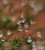 Мурчание осени...