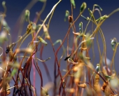 УгрюмыЕ весельЧАКИ...