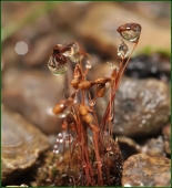 Мокрая снасть...