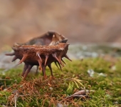 МарсоХод... МарсоХод...