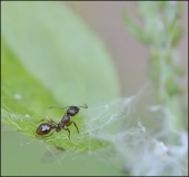 Кусачий-2... Кусачий-2...