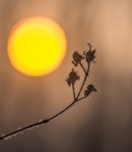 Солнцепоклонник...