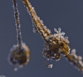 Мимолётное видение...