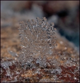 Ходячая в ночь... Ходячая в ночь...