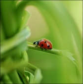Репчатое пятно...