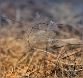 Водяной приворот... Водяной приворот...