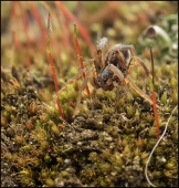 Первый ползучий...