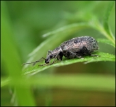 Солнечный МиГ...