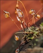 Камешки моря...