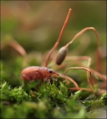 За спичками...