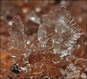 Ёлочка  с другом...