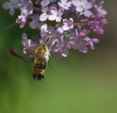 Обед на лету