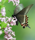 А бабочка крылышками....