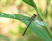 махну серебряным тебе крылом...