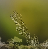 Ветвь свободы... Ветвь свободы...