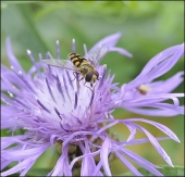 Полосатое настроение...