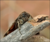 Восставший из весны...