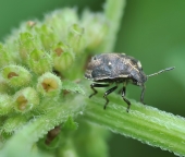 БрызговичЁк...