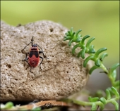 МакроПейзаж...