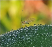 Радужная волшебница...