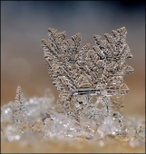 В ритме танго...