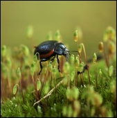 Непролазная осень...