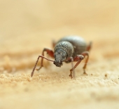 Масштабный..