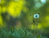 Смена поколений...