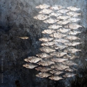 Фотографический натюрморт the Wall Фотографический натюрморт the Wall