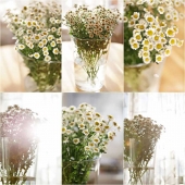 весна однака